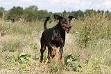 DOBERMANN 719